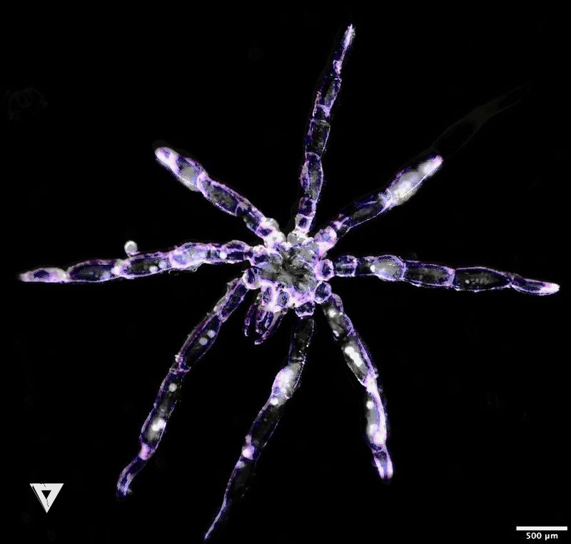 new-sea-spider-species-discovered-in-salish-sea-by-cormac-toler-scott