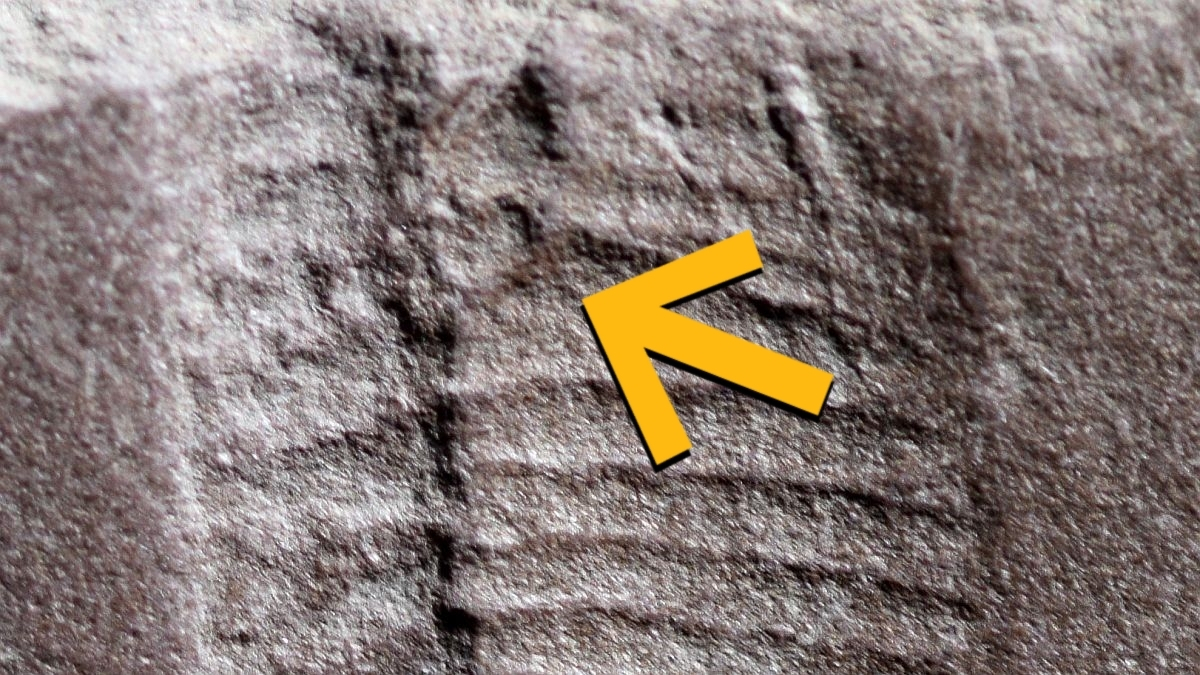 290-million-year-old-reptile-fossil-found-in-germany-s-thuringian-forest