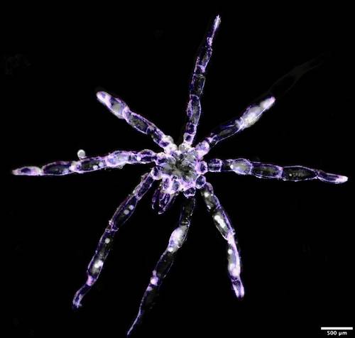 new-sea-spider-species-discovered-in-salish-sea-by-cormac-toler-scott